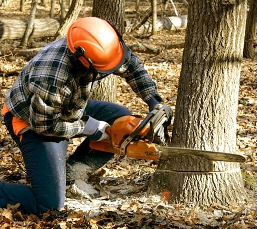 Tree Removal in Campti, LA